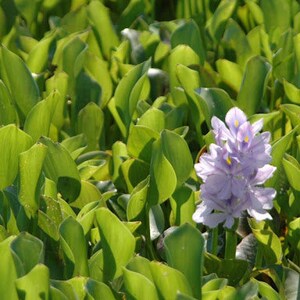 BUY 2 GET 1 FREE Water Hyacinth (Pontederia crassipes)-Easy Live Aquarium Pond Aquatic Plant image 6