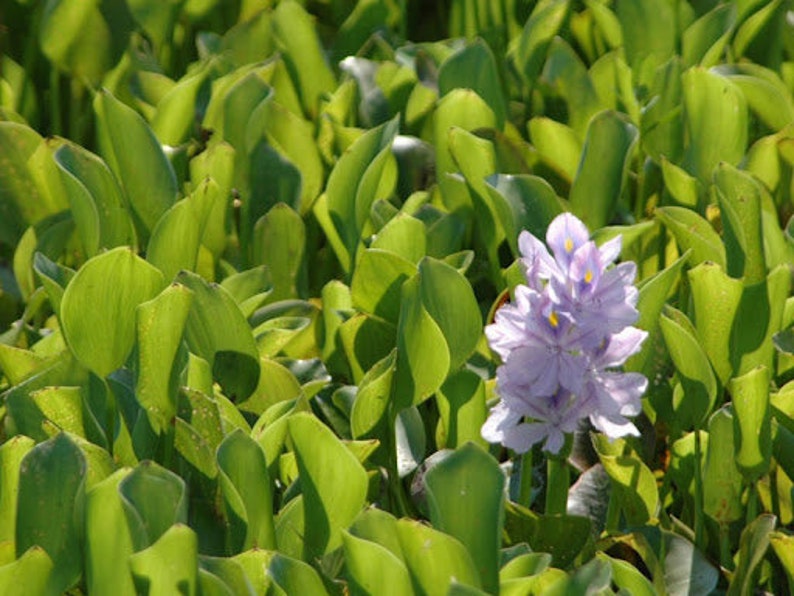 BUY 2 GET 1 FREE Water Hyacinth (Pontederia crassipes)-Easy Live Aquarium Pond Aquatic Plant image 6