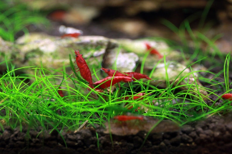 Florida Aquascaping Dwarf Hairgrass - Thumbnail 3