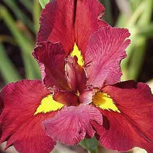 Iris 'Ann Chowning' (Louisiana Iris) attracts pollinators like bees and butterflies, enhancing the biodiversity of your garden. Its vibrant flowers contribute to a lively and thriving ecosystem.