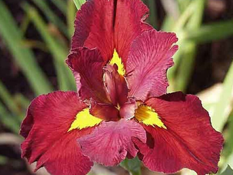 Iris 'Ann Chowning' (Louisiana Iris) attracts pollinators like bees and butterflies, enhancing the biodiversity of your garden. Its vibrant flowers contribute to a lively and thriving ecosystem.