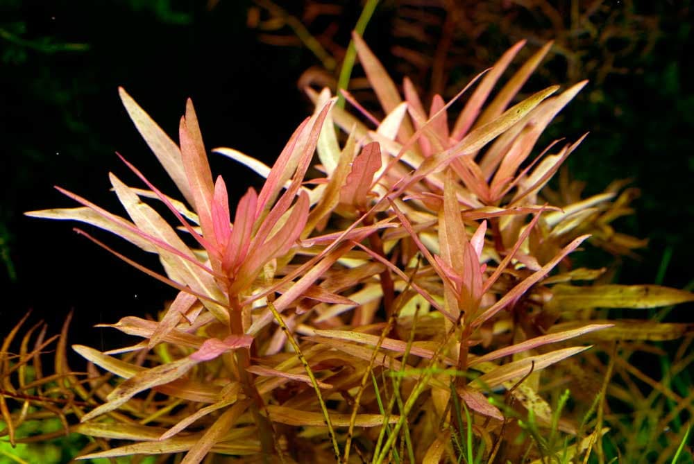 Aquatic Plants — Florida Aquascaping