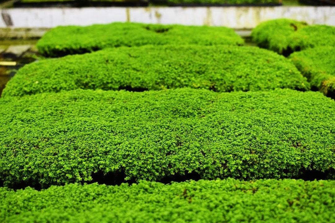 Plants on Mats Dwarf Baby Tears hemianthus Callitrichoides on Weighted Mateasy Live Aquarium