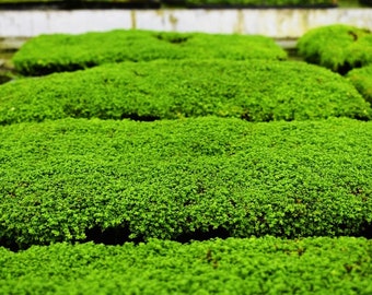 Plants on Mats! Dwarf Baby Tears (Hemianthus Callitrichoides) on Weighted Mat-Easy Live Aquarium Pond Aquatic Plant