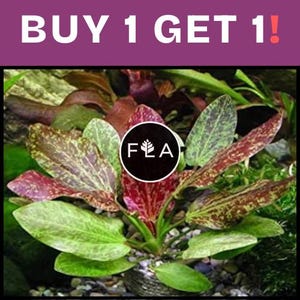 BUY 1 GET 1 FREE Red Flame Sword (Echinodorus)-Easy Live Aquarium Pond Aquatic Plant