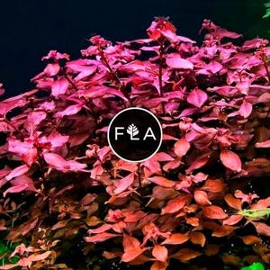 BUY 2 GET 1 FREE Ludwigia Super Red "Mini"-Easy Live Aquarium Pond Aquatic Plant
