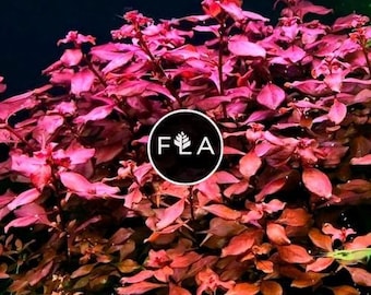 BUY 2 GET 1 FREE Ludwigia Super Red "Mini"-Easy Live Aquarium Pond Aquatic Plant