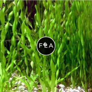 BUY 2 GET 1 FREE Corkscrew Val! (Vallisneria contortionist)-Easy Live Aquarium Pond Aquatic Plant