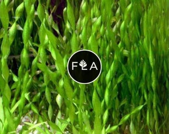 BUY 2 GET 1 FREE Corkscrew Val! (Vallisneria contortionist)-Easy Live Aquarium Pond Aquatic Plant