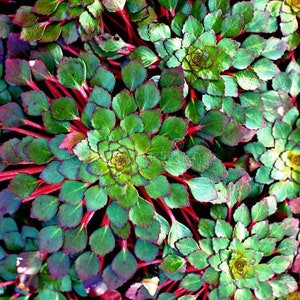 BUY 2 GET 1 FREE Mosaic Plant Ludwigia SedioidesEasy Live Aquarium Pond Aquatic Plant image 2