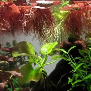 Red Root Floater (Phyllanthus Fluitans) is easy to propagate and maintain. It reproduces quickly through offsets, allowing you to expand your floating mat or share with other aquarists and pond enthusiasts.