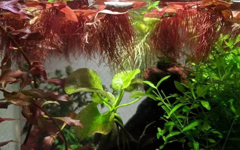 Red Root Floater (Phyllanthus Fluitans) is easy to propagate and maintain. It reproduces quickly through offsets, allowing you to expand your floating mat or share with other aquarists and pond enthusiasts.