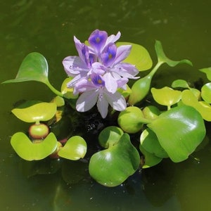 BUY 2 GET 1 FREE Water Hyacinth (Pontederia crassipes)-Easy Live Aquarium Pond Aquatic Plant image 7