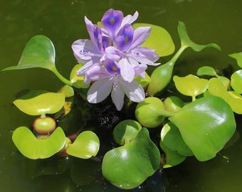 BUY 2 GET 1 FREE Water Hyacinth (Pontederia crassipes)-Easy Live Aquarium Pond Aquatic Plant