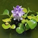 see more listings in the Floating Plants section