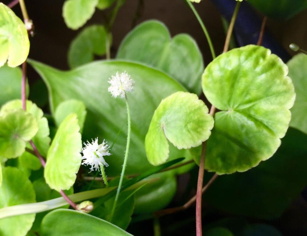 BUY 2 GET 1 FREE Brazilian Pennywort (Hydrocotyle Leucocephala) — Florida Aquascaping