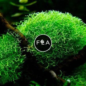 BUY 2 GET 1 FREE Riccia Fluitans (Crystalwort) Easy Live Aquarium Aquatic Plant