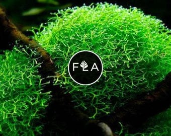 BUY 2 GET 1 FREE Riccia Fluitans (Crystalwort) Easy Live Aquarium Aquatic Plant