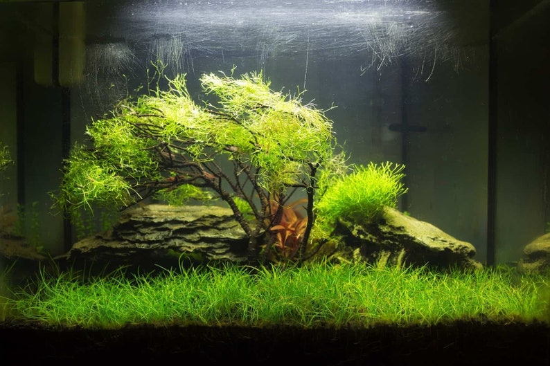 Florida Aquascaping Dwarf Hairgrass - Thumbnail 5