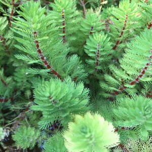 BUY 2 GET 1 FREE Dwarf Red Stem Parrot Feather Myriophyllum AquaticumEasy Live Aquarium Pond Aquatic Plant image 2