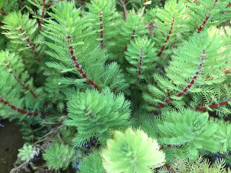 BUY 2 GET 1 FREE Dwarf Red Stem Parrot Feather Myriophyllum AquaticumEasy Live Aquarium Pond Aquatic Plant image 2