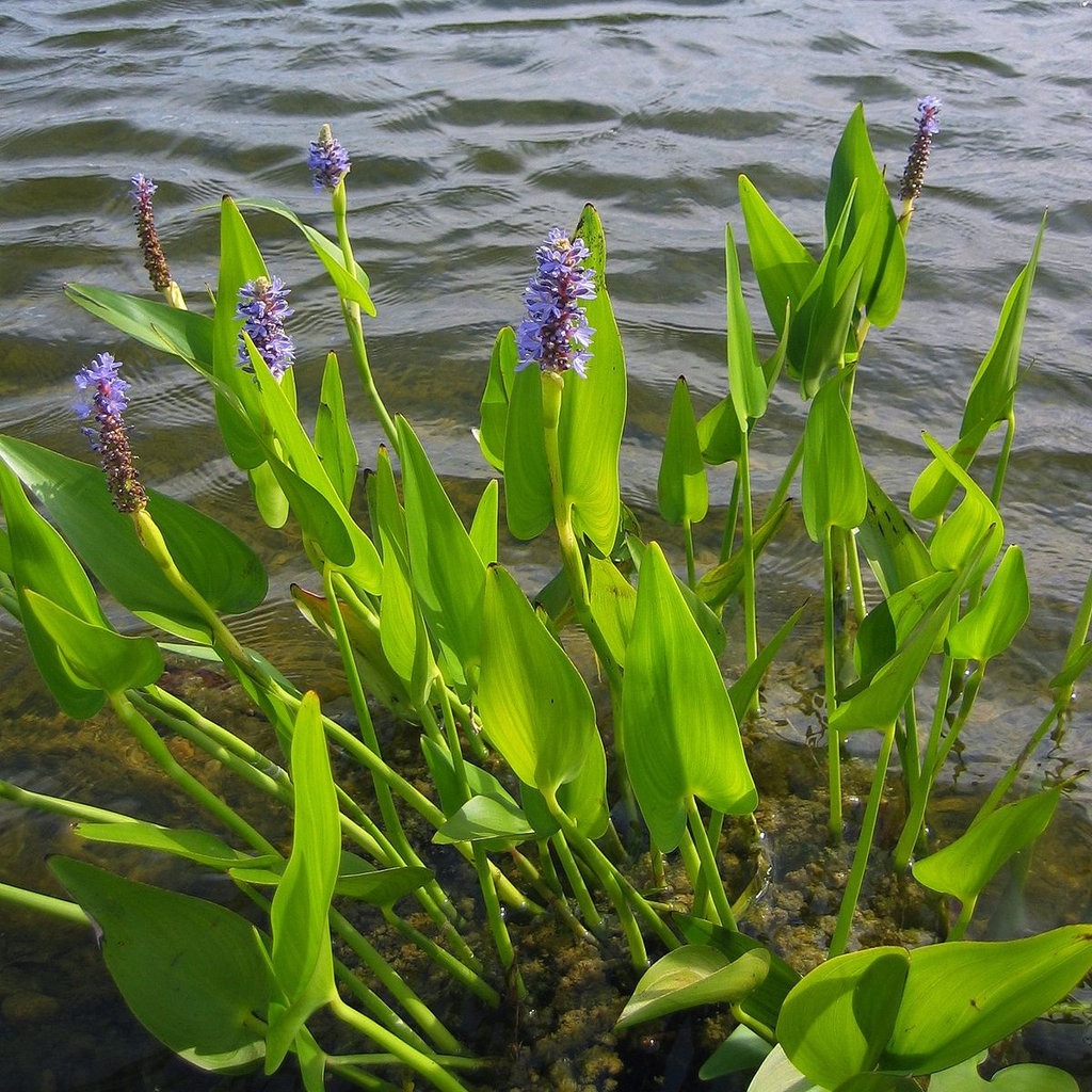 2 Purple Pickerel Rush Pontederia Cordata Easy Live Pond Etsy