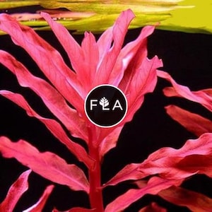 BUY 2 GET 1 FREE Ammania Gracilis-Easy Live Aquarium Pond Aquatic Plant