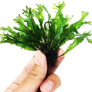 BUY 2 GET 1 FREE Java Fern &quot;Windelov&quot; (Lacey Java Fern)-Easy Live Aquarium Pond Aquatic Plant