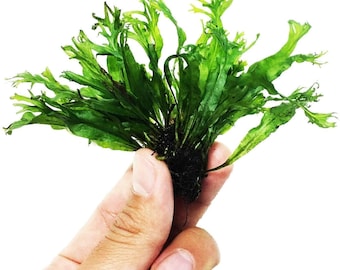 BUY 2 GET 1 FREE Java Fern "Windelov" (Lacey Java Fern)-Easy Live Aquarium Pond Aquatic Plant