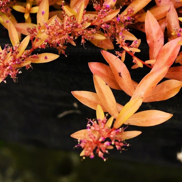 BUY 2 GET 1 FREE Nesaea 'Pedicellata' Golden-Easy Live Aquarium Pond Aquatic Plant