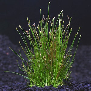 BUY 2 GET 1 FREE Dwarf Hairgrass (Eleocharis Parvula)-Easy Live Aquarium Pond Aquatic Plant