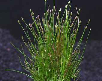 BUY 2 GET 1 FREE Dwarf Hairgrass (Eleocharis Parvula)-Easy Live Aquarium Pond Aquatic Plant