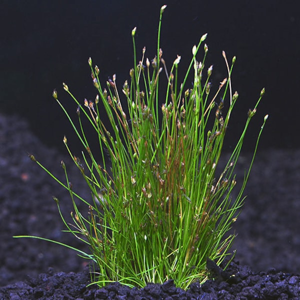 BUY 2 GET 1 FREE Dwarf Hairgrass (Eleocharis Parvula)-Easy Live Aquarium Pond Aquatic Plant