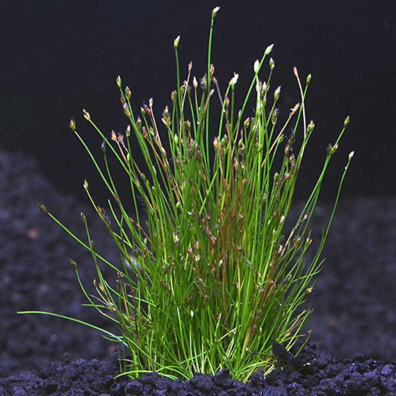 Dwarf Hairgrass (Eleocharis Parvula)