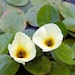 see more listings in the Floating Plants section