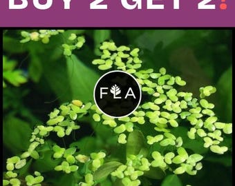 BUY 2 GET 2 FREE (100+!) Duckweed-Easy Live Aquarium Pond Aquatic Plant