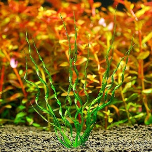 BUY 2 GET 1 FREE Corkscrew Sword Echinodorus VesuviusEasy Live Aquarium Pond Aquatic Plant image 2