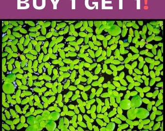 BUY 1 GET 1 FREE (100+!) Duckweed-Easy Live Aquarium Pond Aquatic Plant