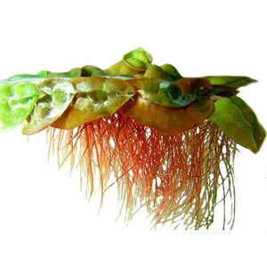 This plant, Red Root Floater, thrives in bright, indirect light and warm water conditions. Its rapid growth allows it to quickly cover the water surface, providing shade and helping to reduce algae growth.