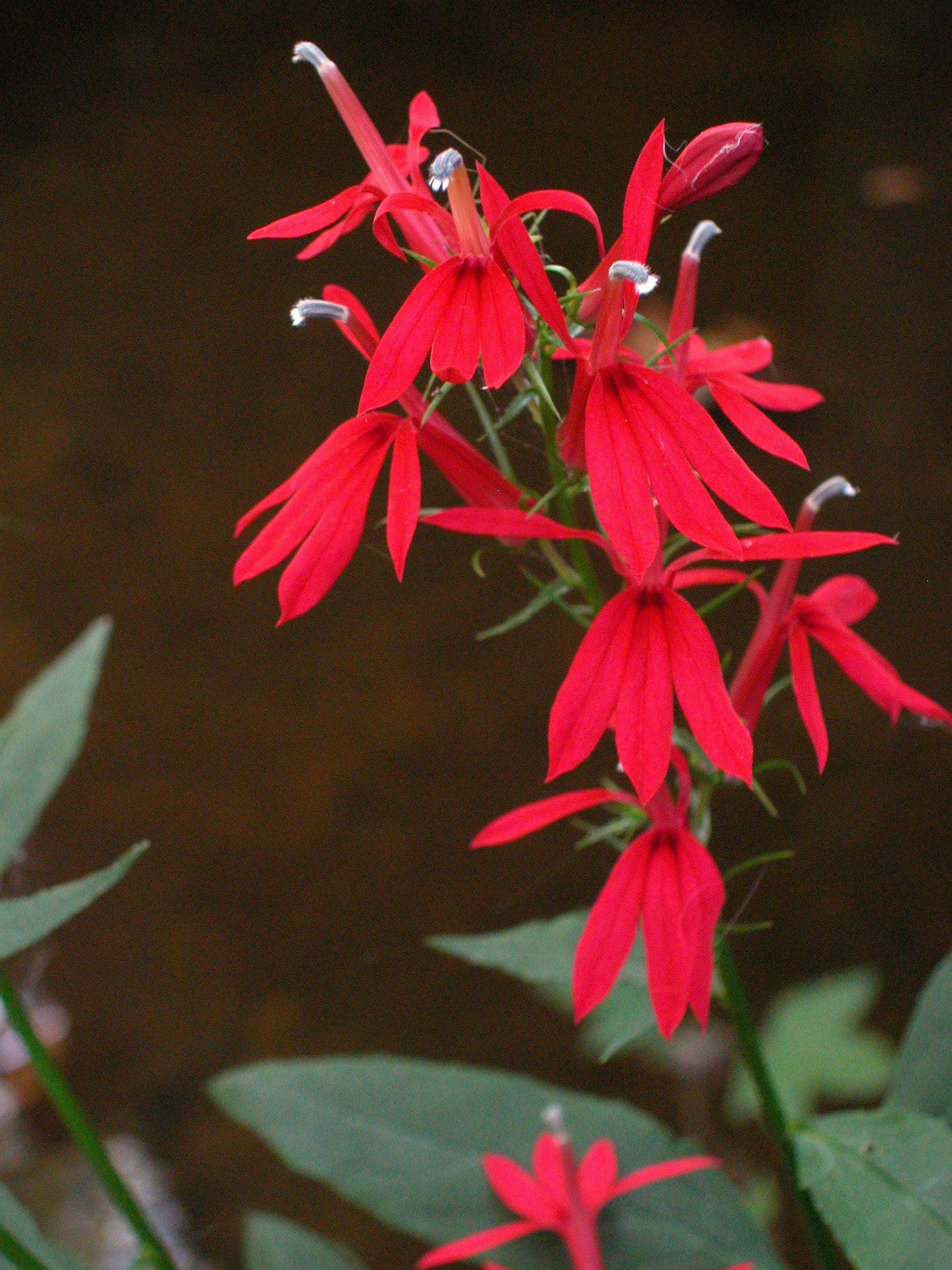 Lobelia Cardinalis 'Black Truffle'! — Florida Aquascaping
