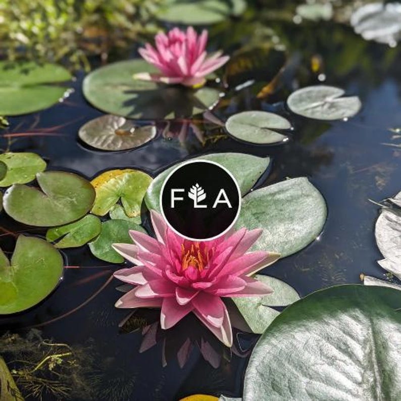 Florida Aquascaping Nymphaea Water Lily - Thumbnail 5