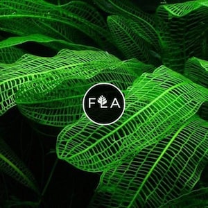 ¡COMPRA 2 Y LLÉVATE 1 GRATIS! Planta de encaje de Madagascar (Aponogeton Madagascariensis): planta acuática fácil de mantener para acuarios y estanques.