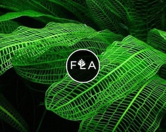 BUY 2 GET 1 FREE Madagascar Lace Plant! (Aponogeton Madagascariensis)-Easy Live Aquarium Pond Aquatic Plant