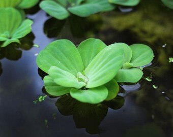 BUY 2 GET 1 FREE Water Lettuce-Easy Live Aquarium Pond Aquatic Plant