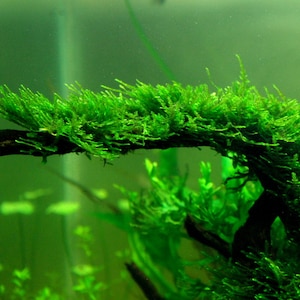  Christmas Moss Vesicularia Live Aquarium Plant Java Moss : Pet  Supplies