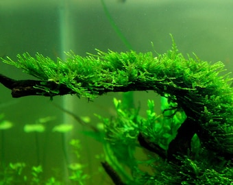 BUY 2 GET 1 FREE Christmas Moss (Vesicularia Montagnei)-Easy Live Aquarium Pond Aquatic Plant