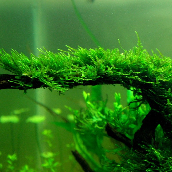 BUY 2 GET 1 FREE Christmas Moss (Vesicularia Montagnei)-Easy Live Aquarium Pond Aquatic Plant