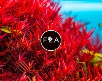 BUY 2 GET 1 FREE Rotala Vietnam H'Ra-Easy Live Aquarium Pond Aquatic Plant