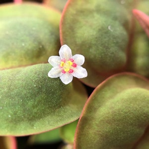 Red Root Floater (Phyllanthus Fluitans) adds a vibrant splash of color to both ponds and aquariums. Its distinctive red roots and green leaves create a stunning visual effect, making it a favorite for enhancing aquatic landscapes.