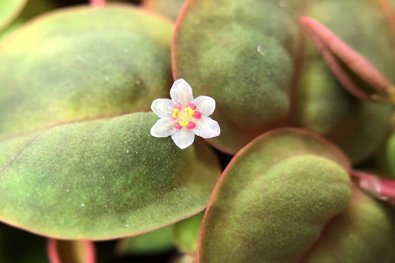 Red Root Floater (Phyllanthus Fluitans) adds a vibrant splash of color to both ponds and aquariums. Its distinctive red roots and green leaves create a stunning visual effect, making it a favorite for enhancing aquatic landscapes.